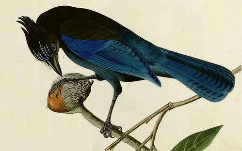 Audubon's painting of Steller's Jay