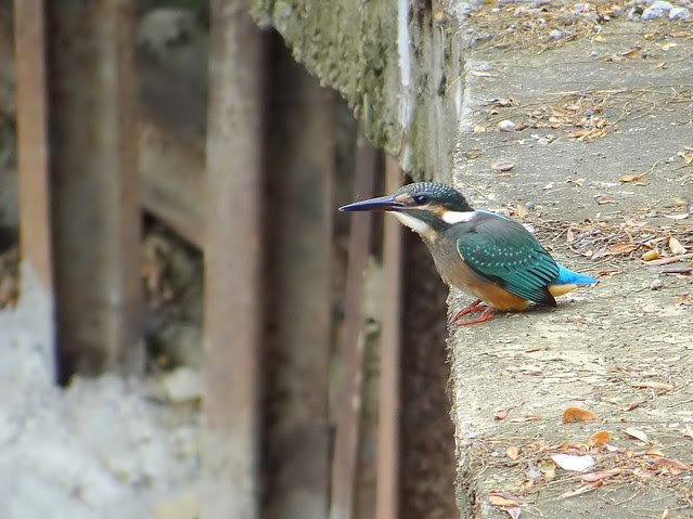 翠鳥/無限台南