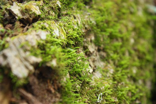 Moss on fallen tree