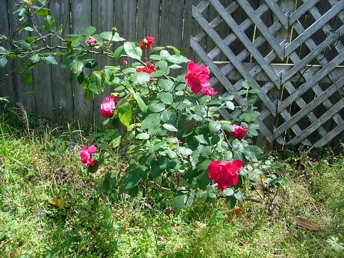 DSC05539