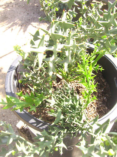 "Anchor Plant"