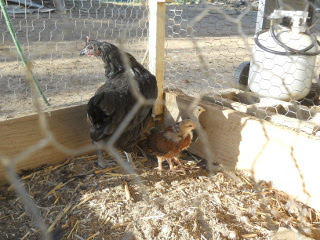 Another Pic of the Fourth Batch of Chicks 2013