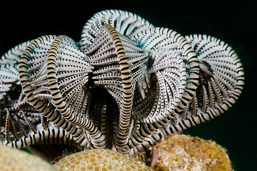 black 'n white feather star
