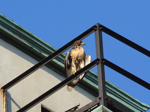Cathedral Fledge B