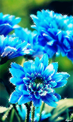Голубые хризантемы