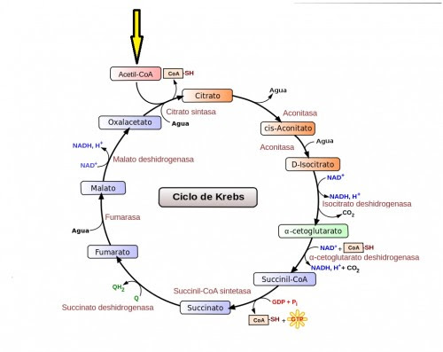 El Ciclo De Krebs 5470