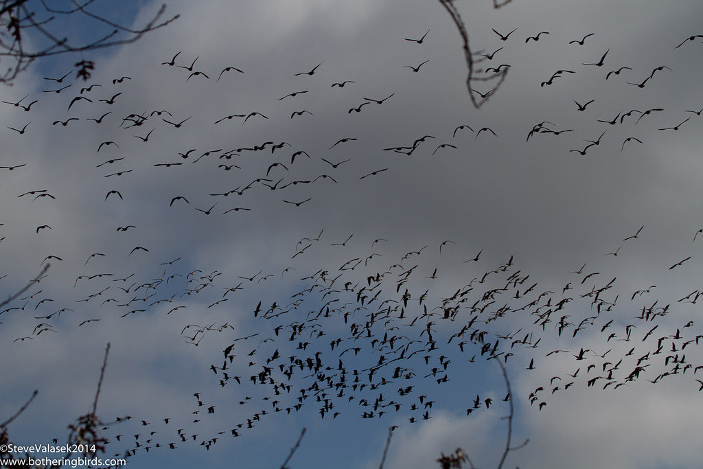 Cackling Geese