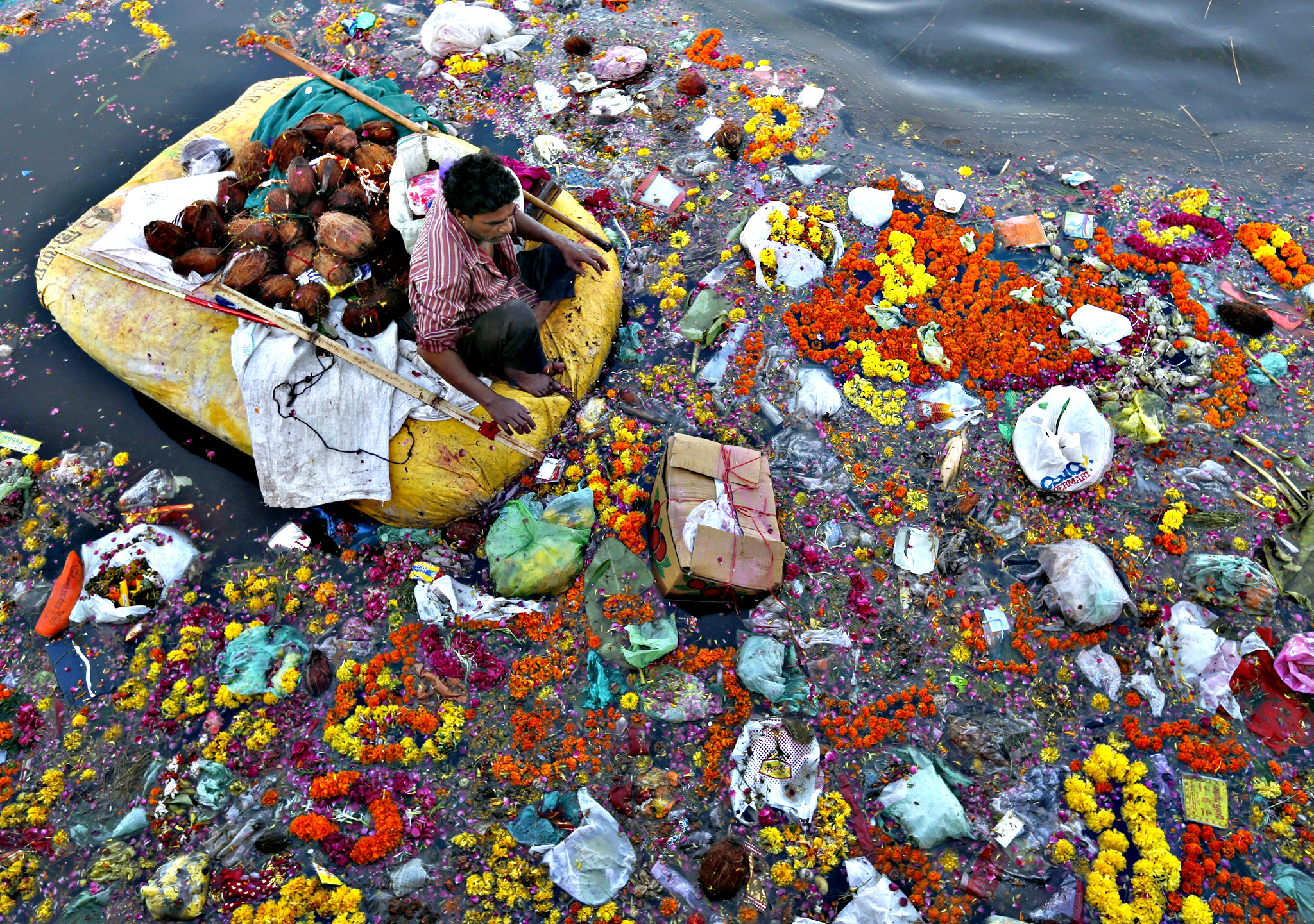 A man collects coconuts and other items thrown as offerings by worshippers in the Sabarmati river, a day after the immersion of idols of the Hindu god Ganesh, the deity of prosperity, in Ahmedabad, India, September 28, 2015. 