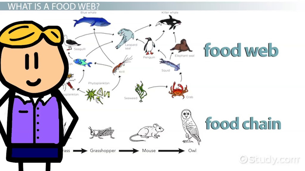 20 Unique Great Barrier Reef Food Web Diagram Biology Diagrams