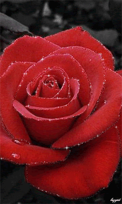 Красавица -роза