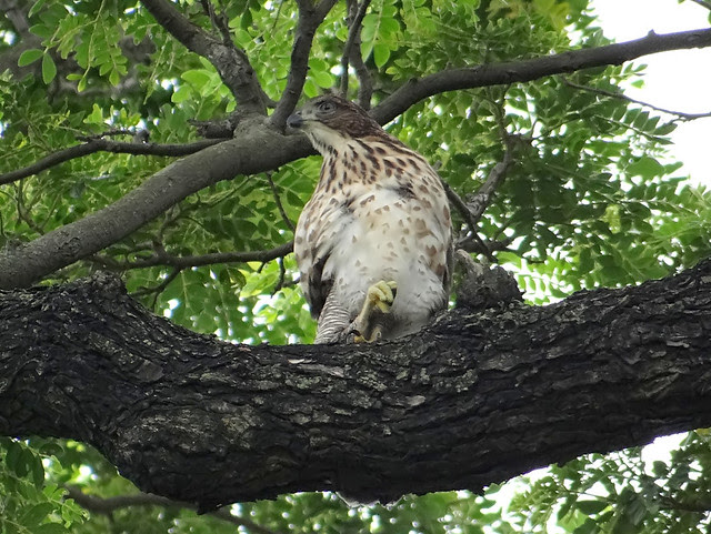 鳳頭蒼鷹/無限台南