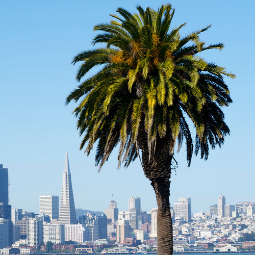Palm and Skyline