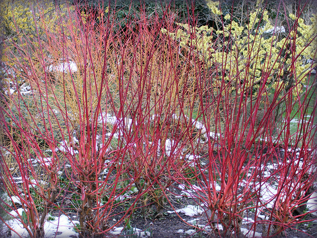 Colourful cornus
