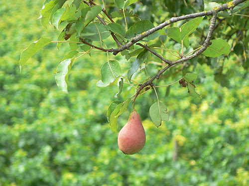 poire.jpg