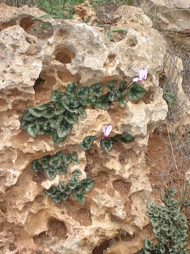 Cyclamens growing from limestone rock
