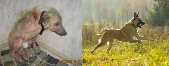Διάσωση ζώων πριν και μετά (13)