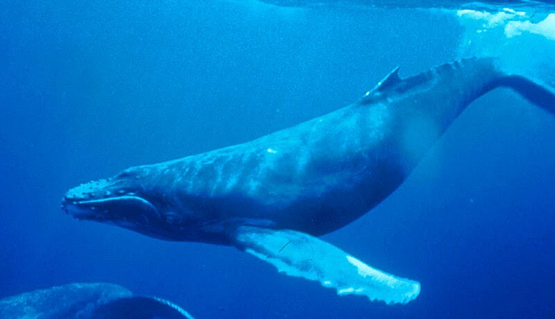 File:Humpback Whale underwater shot.jpg