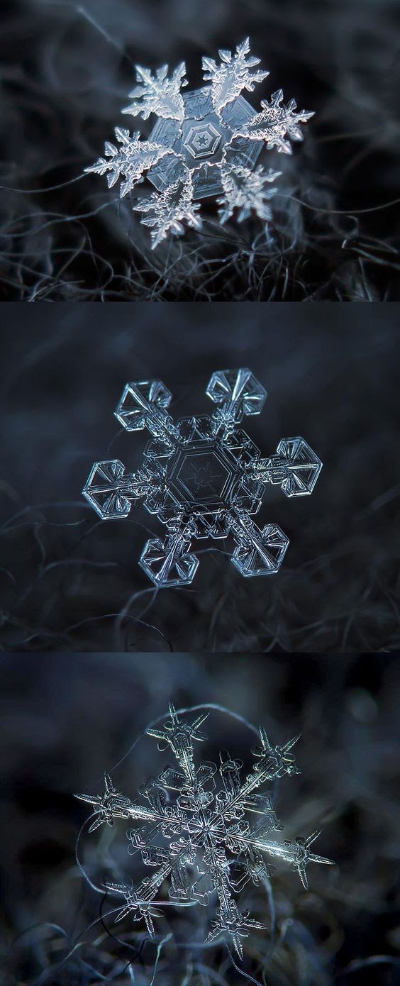 macro photography 3