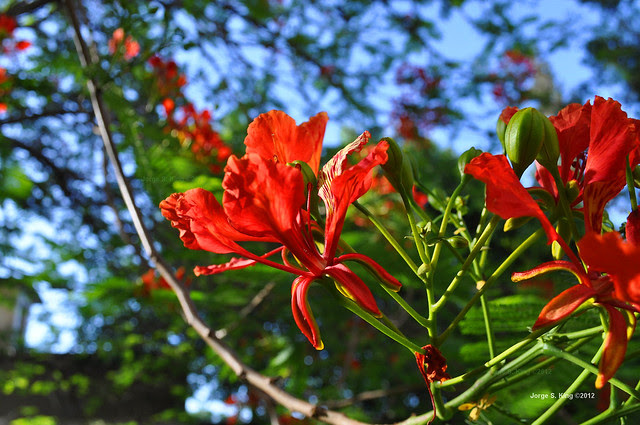 Flores de flamboyant II