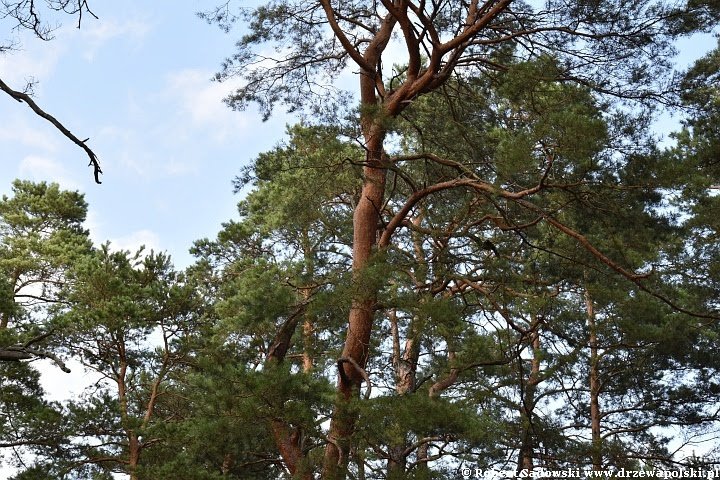 Sosna nad polskim Bałtykiem Sosna bałtyckiego wybrzeża