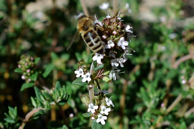 Bee pollinating our flowering thyme plant by Eve Fox, Garden of Eating blog