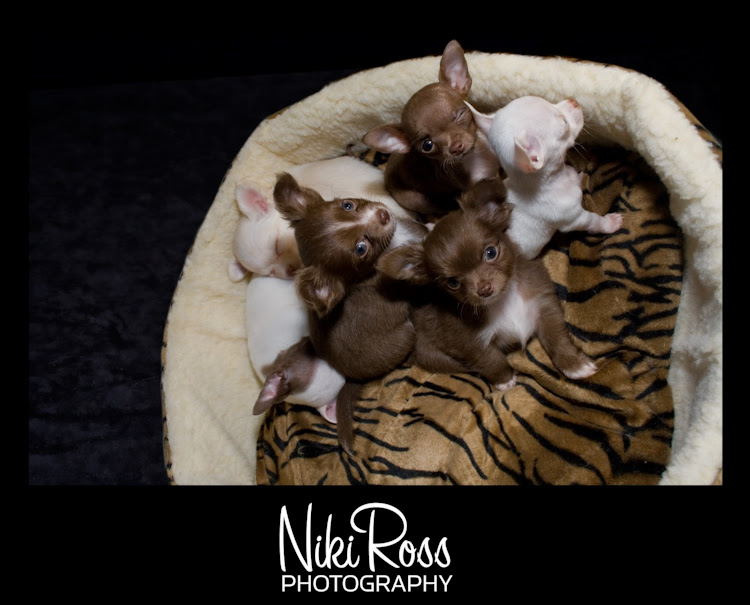 puppies3