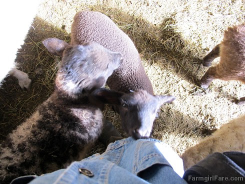 All in a day (2) - My other bottle lamb, taking a bite out of my jacket - FarmgirlFare.com