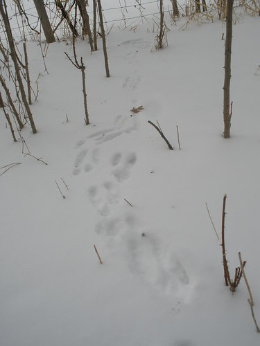 Rabbit Tracks in the Woods