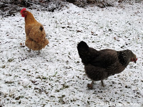 Chickens on snow 4 - FarmgirlFare.com