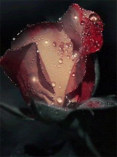 Нежная роза в капельках росы