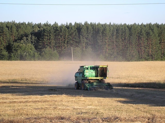 Впервые за четыре года Новосибирская область опередила Омскую по валовому сбору зерна