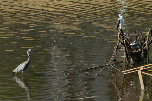 The River Torrens