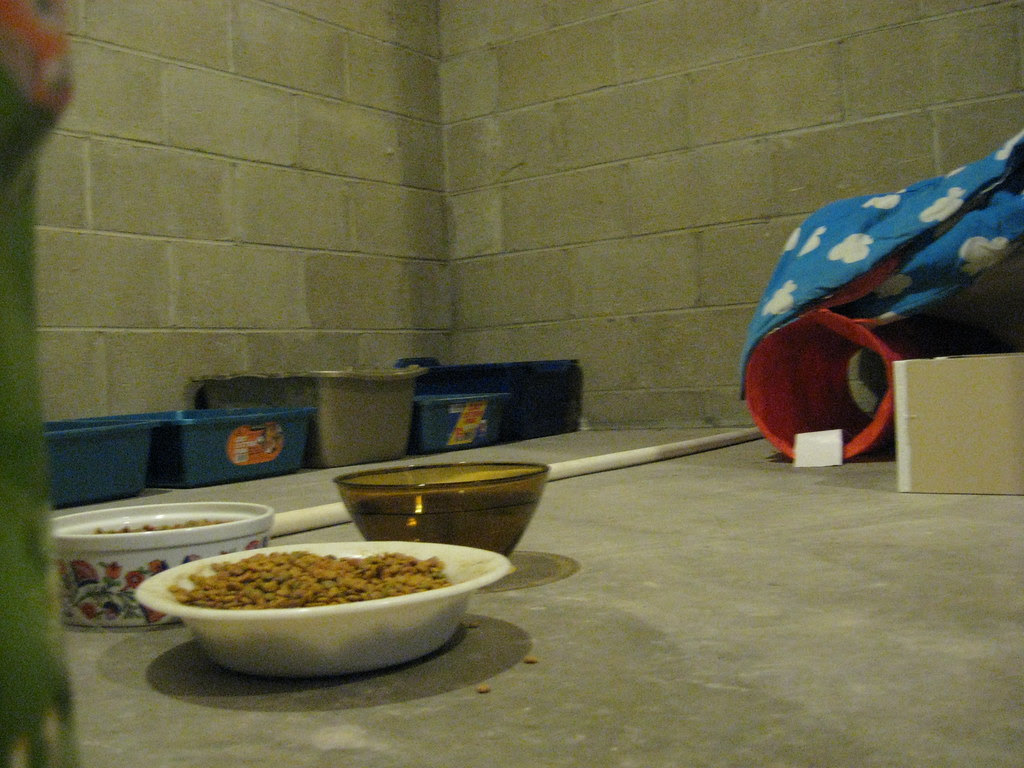 Cats Room - March 2010