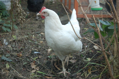 hens Oct 11 5