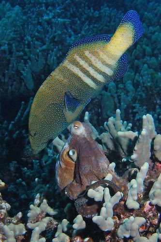 Peacock Grouper/Octopus pairing