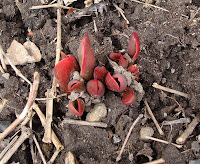 Tulips emerging from soil