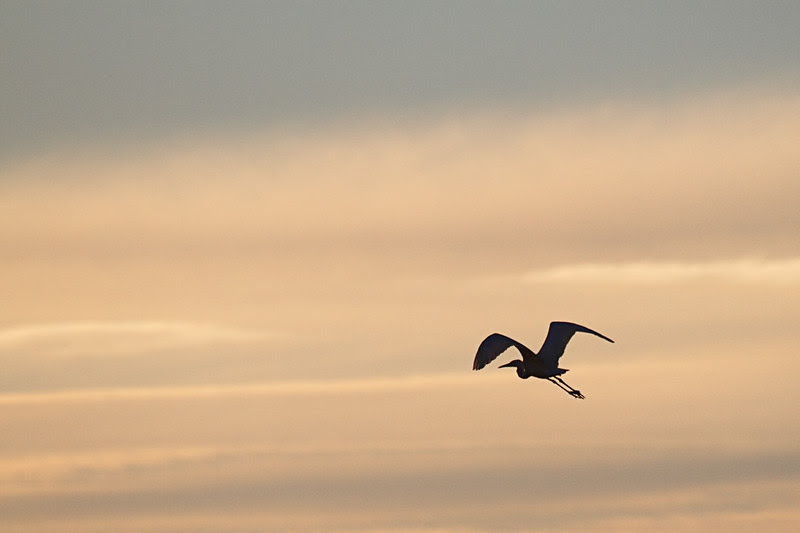 Garza al atardecer