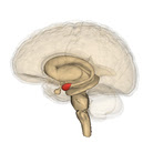 A drawing of a human brain showing the amygdala in red.