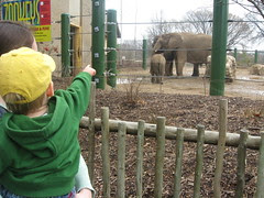 where's the baby elephant?