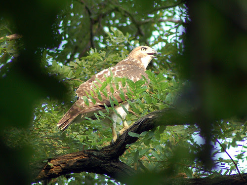 Divine Red-Tailed Hawk in Morningside Park