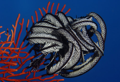 Crinoid on Seafan