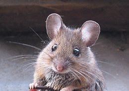 Husmus, Mus musculus