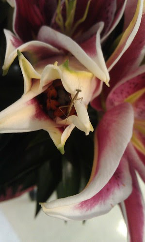 Baby Mantis on flower