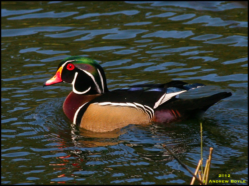 Wood Duck Wood Duck