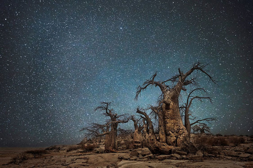 ancient-oldest-trees-starlight-photography-beth-moon-4