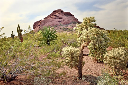 Botanical Garden «Desert Botanical Garden», reviews and photos, 1201 N Galvin Pkwy, Phoenix, AZ 85008, USA