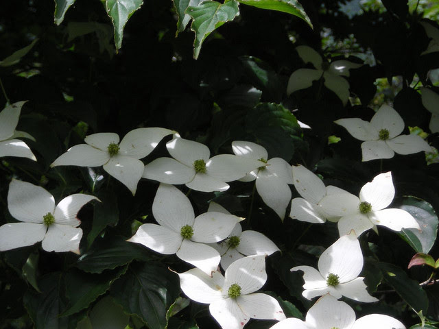 美しい花の画像 無料印刷可能初夏 に 咲く 白い 花