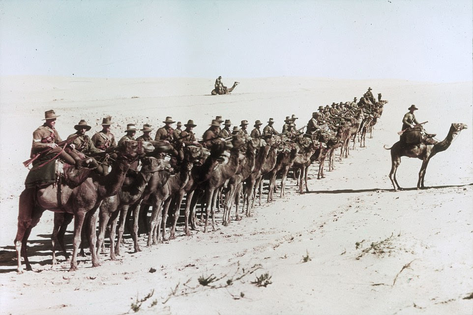Camels were also the perfect candidate for long haul trips where it was required to pull heavy loads across long distances with very little food and water