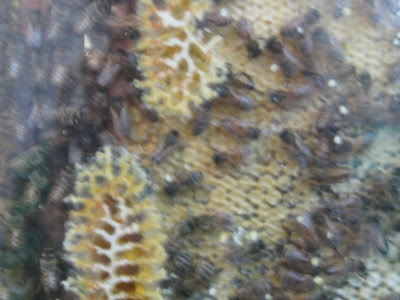 Bees