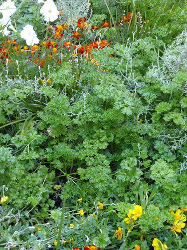 parsley garden